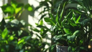 Brauchen kaum Licht: Die 6 besten Pflanzen für dunkle Räume